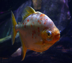 Myleus Rubripinnis Rubripinnis