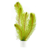 Myriophyllum Pinnatum scabratum