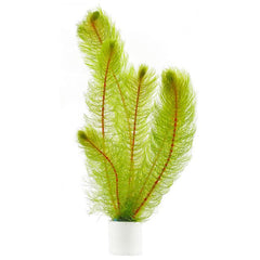Myriophyllum Pinnatum scabratum
