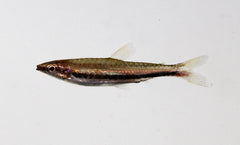 Nannostomus Marylinae