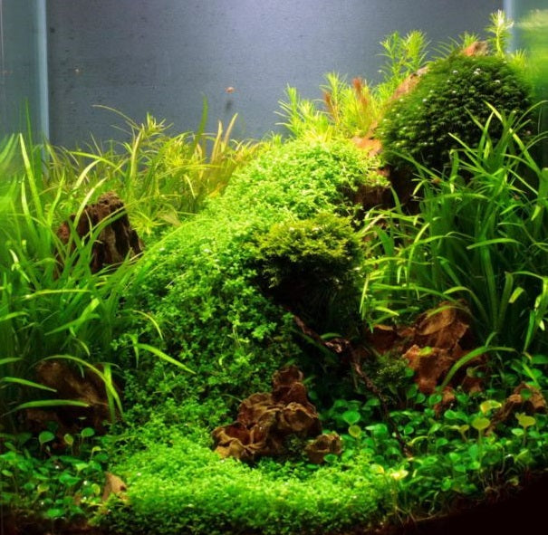 Plantenpakket Nano