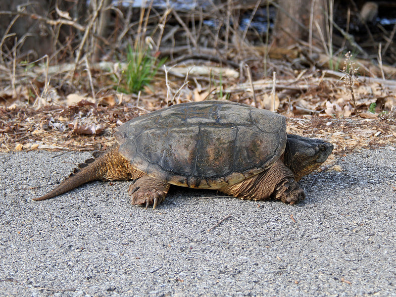 Chelydra serpentina Bijtschildpad