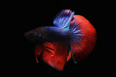 Betta Splendens Superdelta mixed colors