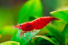 Neocaridina Davidi Red Cherry - Vuur Garnaal