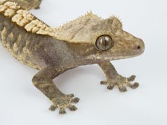 Correlophus Ciliatus Wimpergecko