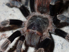 Tliltocatl kahlenbergi nieuw Mexicaanse roodromp