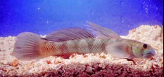 Stiphodon Elegans Gobius Neon