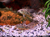 Corydoras Paleatus Longfin S Gevlekte Pantsermeerval Sluier