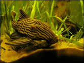 Panaque Nigrolineatus L190