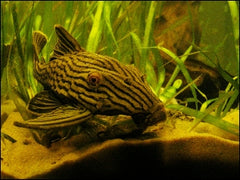 Panaque Nigrolineatus L190