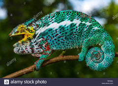 Furcifer Pardalis "Nosy Faly" (Panther Kameleon)