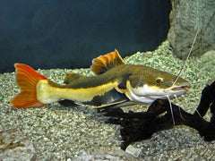 Phractocephalus Hemioliopterus Roodstaartmeerval