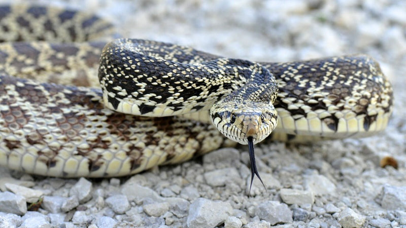 Pituophis catenifer