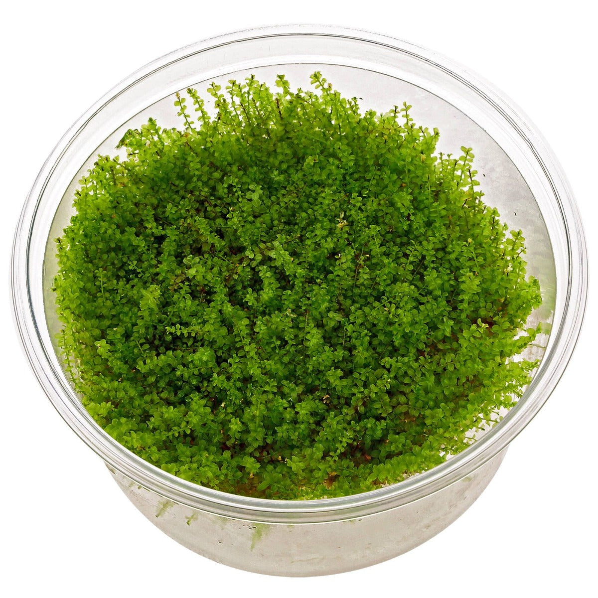 Plagiomnium affine - In Vitro Cup