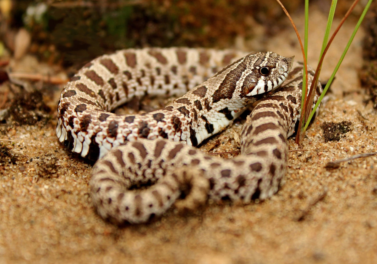 Hognose snakes