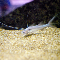Polynemus Multifilis