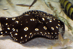 Potamotrygon leopoldi - Witgevlekte zoetwaterrog