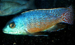 Protomelas teaniolatus Red Empress
