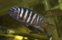 Pseudotropheus elongatus likoma