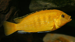 Pseudotropheus Lombardoi