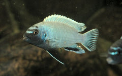 Pseudotropheus sp. Polit
