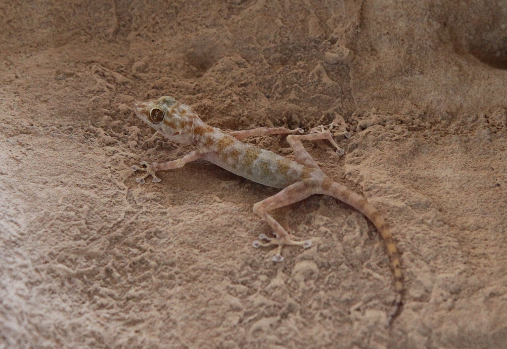 Ptyodactylus hasselquistii Heevis