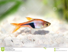 Kegelvlek Rasbora