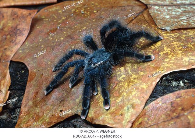 Avicularia metallica Surinaamse roodvoet vogelspin