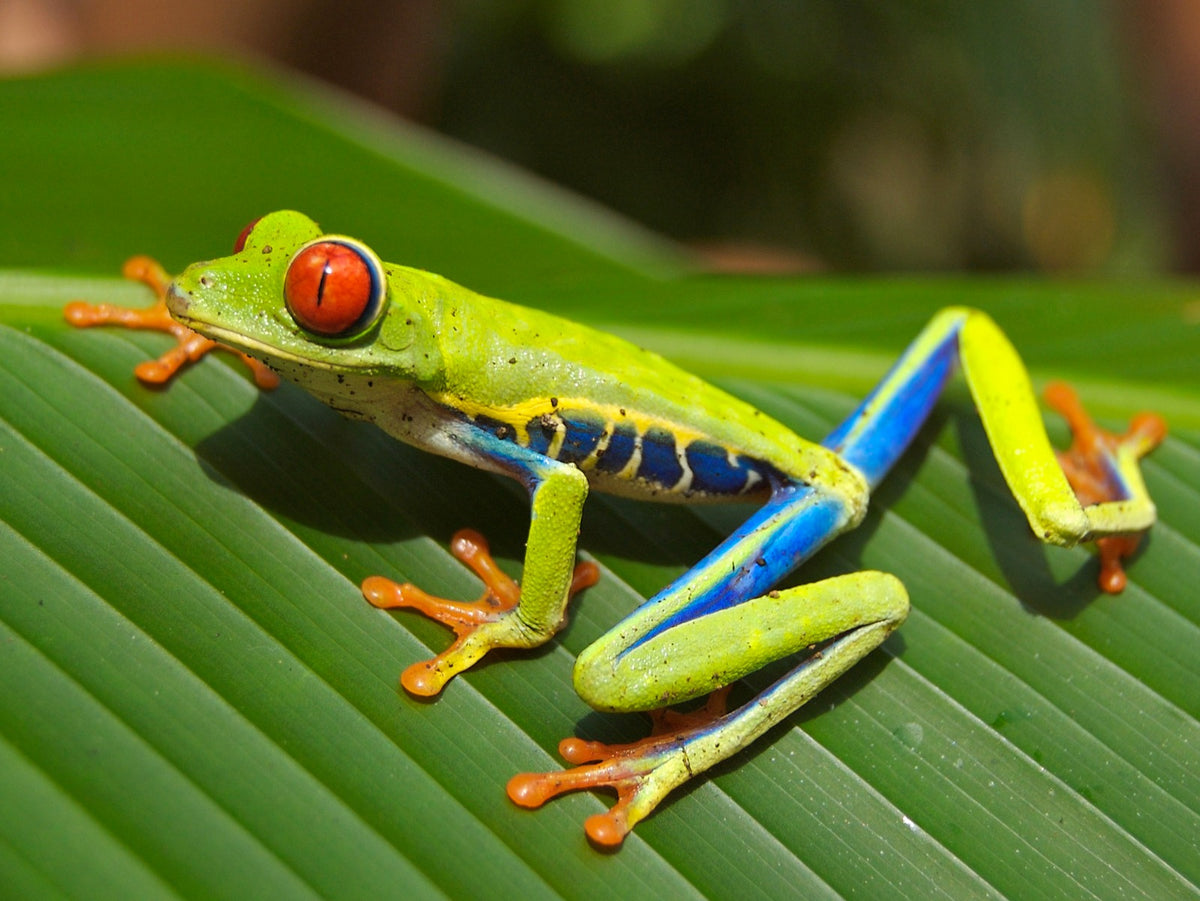 Agalychnis Callidryas (Roodoogmakikikker)