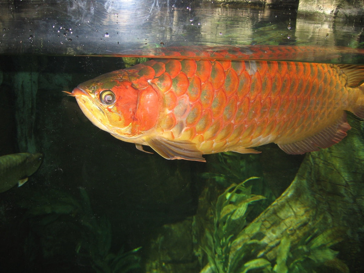 Scleropagus Formosus Banjar Red