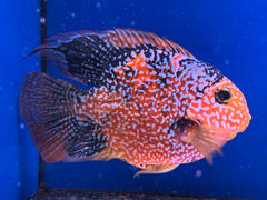 Cichlasoma Red Parrot "Galaxy"