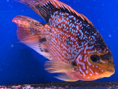 Cichlasoma Red Parrot "Galaxy"