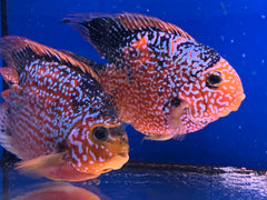 Cichlasoma Red Parrot "Galaxy"