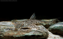 Rhadinoloricaria Sp. Rio Caqueta