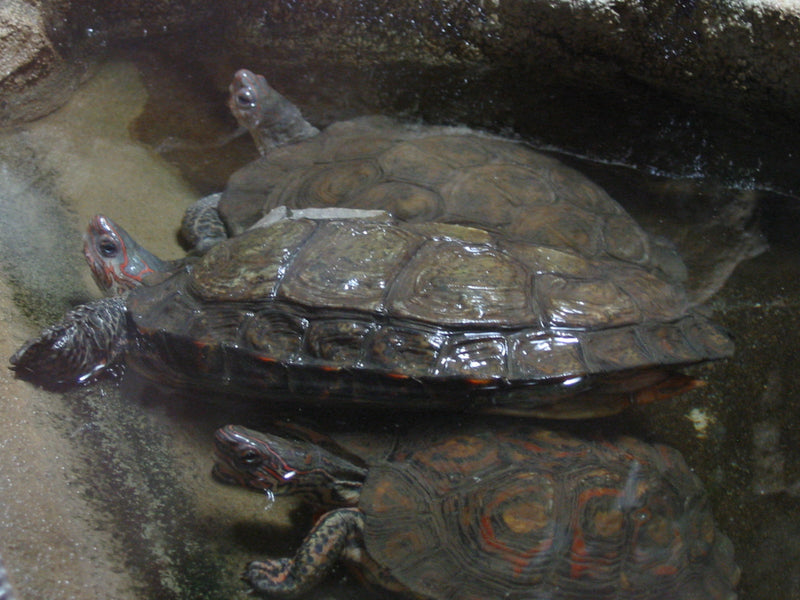 Rhinoclemmys pulcherrima manni