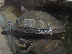 Rhinoclemmys Pulcherrima Manni