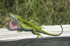 Anolis Carolinensis Roodkeelanolis