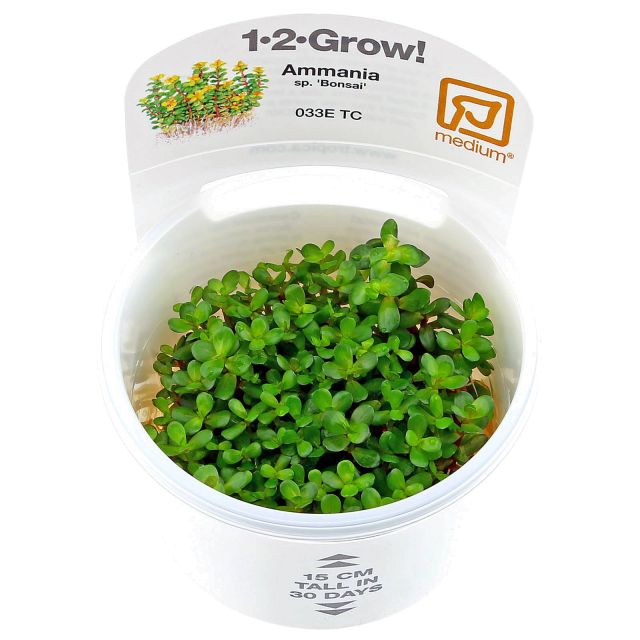 Rotala Indica (Ammannia Sp. 'bonsai') - In Vitro Cup