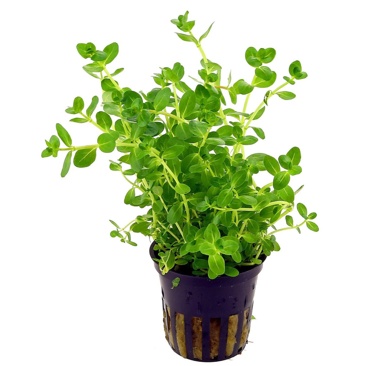 Rotala sp. Green