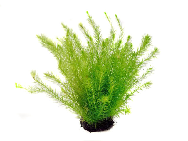Mayaca Fluviatilis