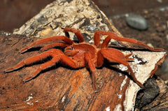 Selenobrachys philippinus Oranje vogelspin