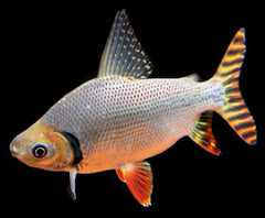 Semaprochilodus Taeniurus Staartstreepzalm Colombia 9-12cm