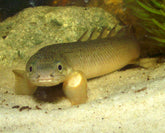 Polypterus Senegalus Kwastvinsnoek Nigeria S
