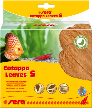 Sera Catappa Leaves