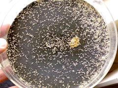 Springstaartjes/springstaarten