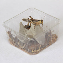 Groene woestijn sprinkhaan