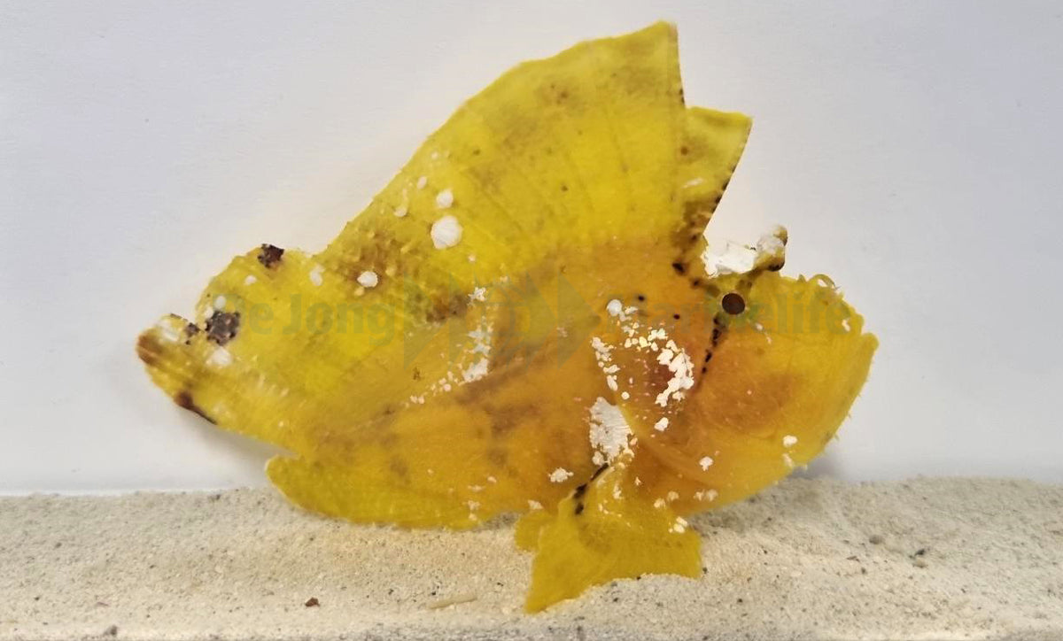 Taenianotus triacanthus (geel)