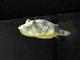 Tetraodon Miurus Bruine Kofferkogelvis Congo
