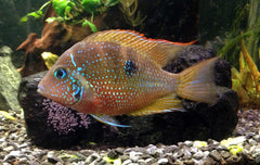 Thorichthys Ellioti