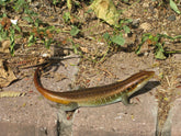 Trachylepis perrotetii Red sided Skink